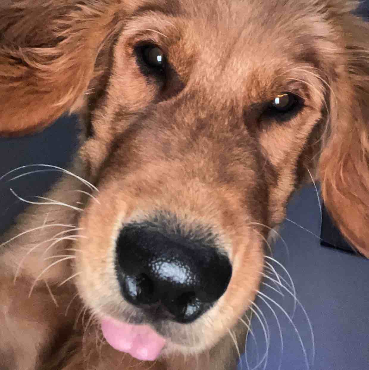 A picture of Otiz, a 2 years 10 months old Other dog.
