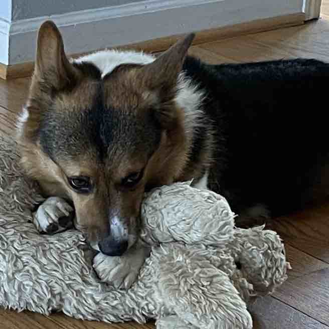 A picture of Ernest T, a 11 years 4 months old Other dog.