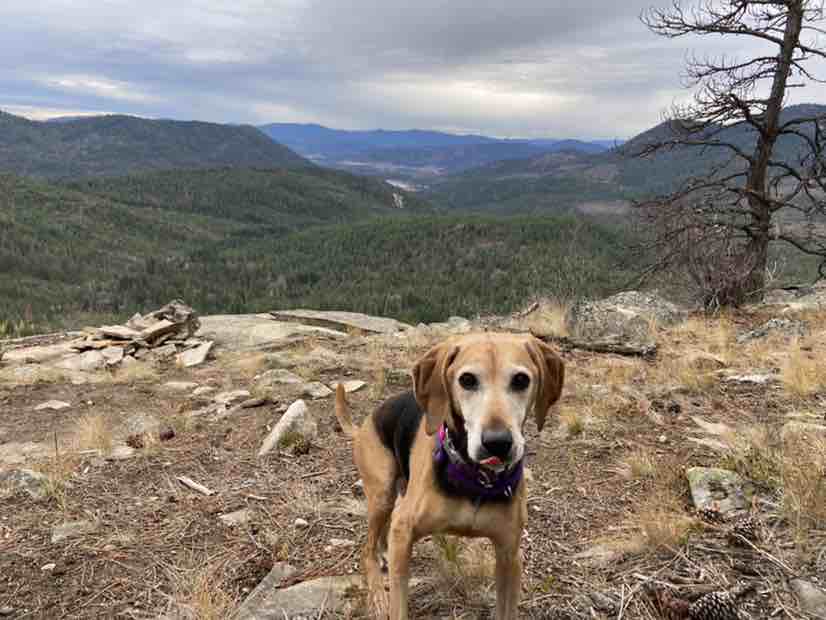 A picture of Junie, a 13 years 11 months old Other Mix dog.