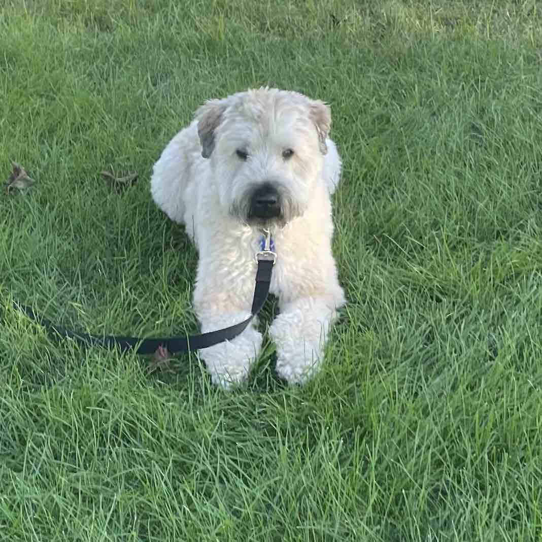 A picture of Jameson, a 8 years 1 month old Other dog.