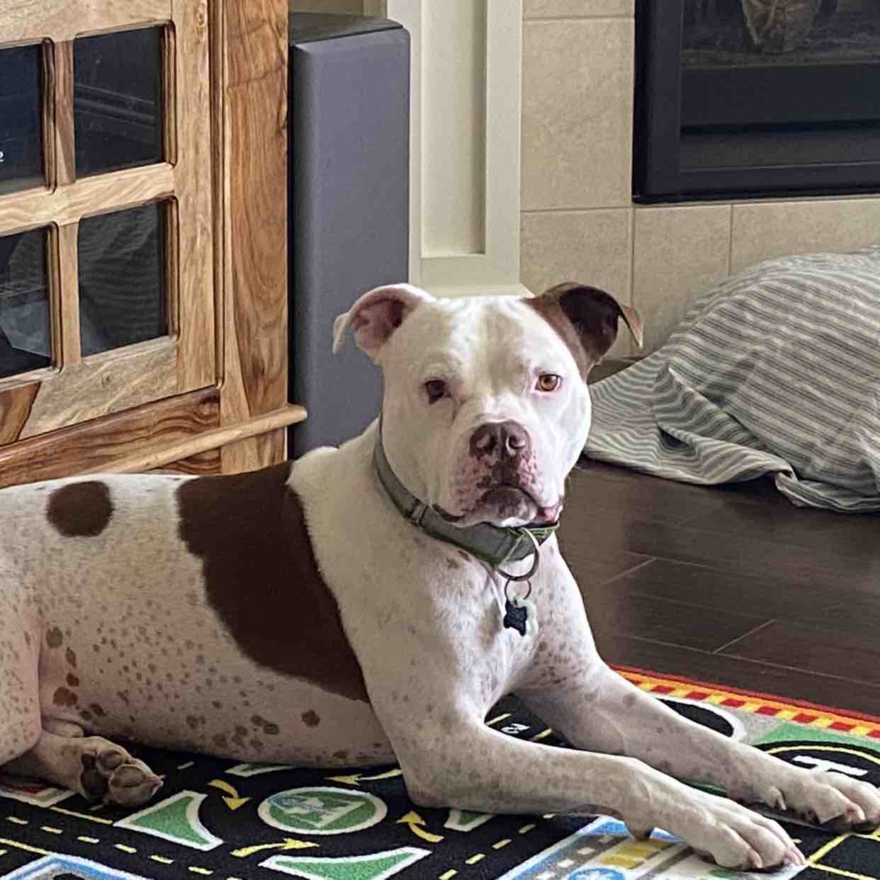 A picture of Lego, a 7 years 9 months old American Bulldog Mix dog.