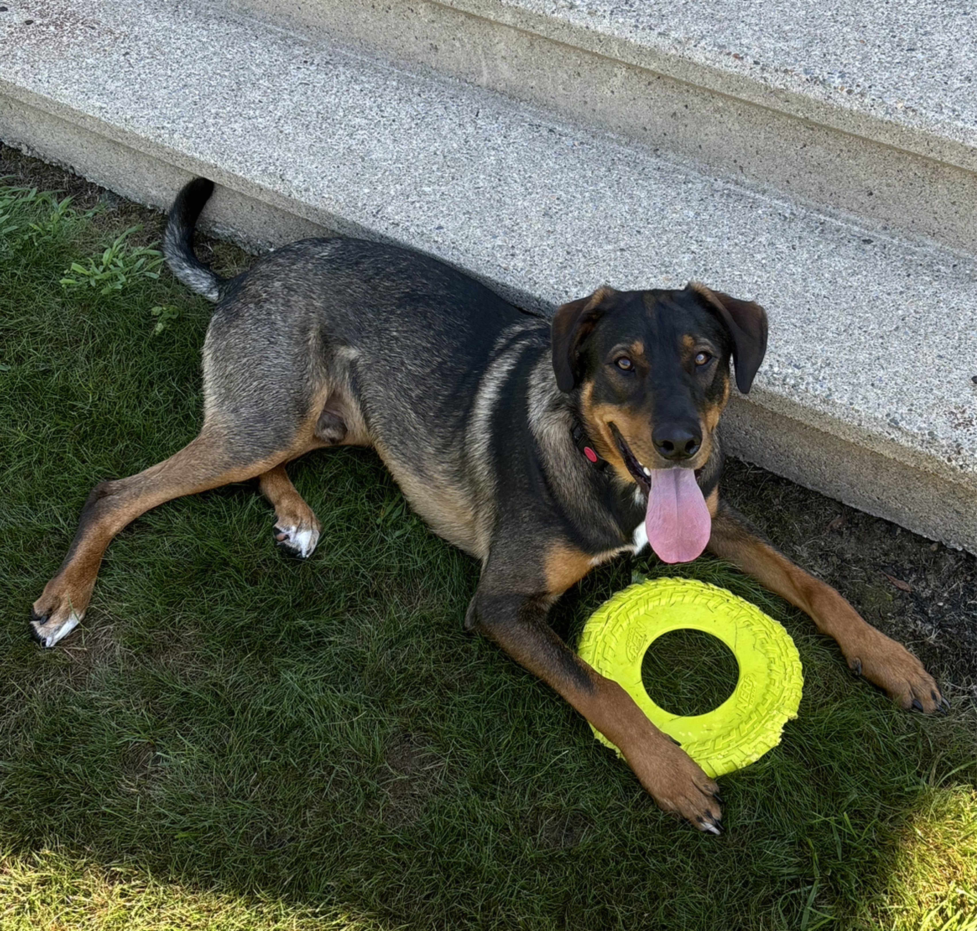 A picture of Flounder, a 1 year 10 months old Other Mix dog.
