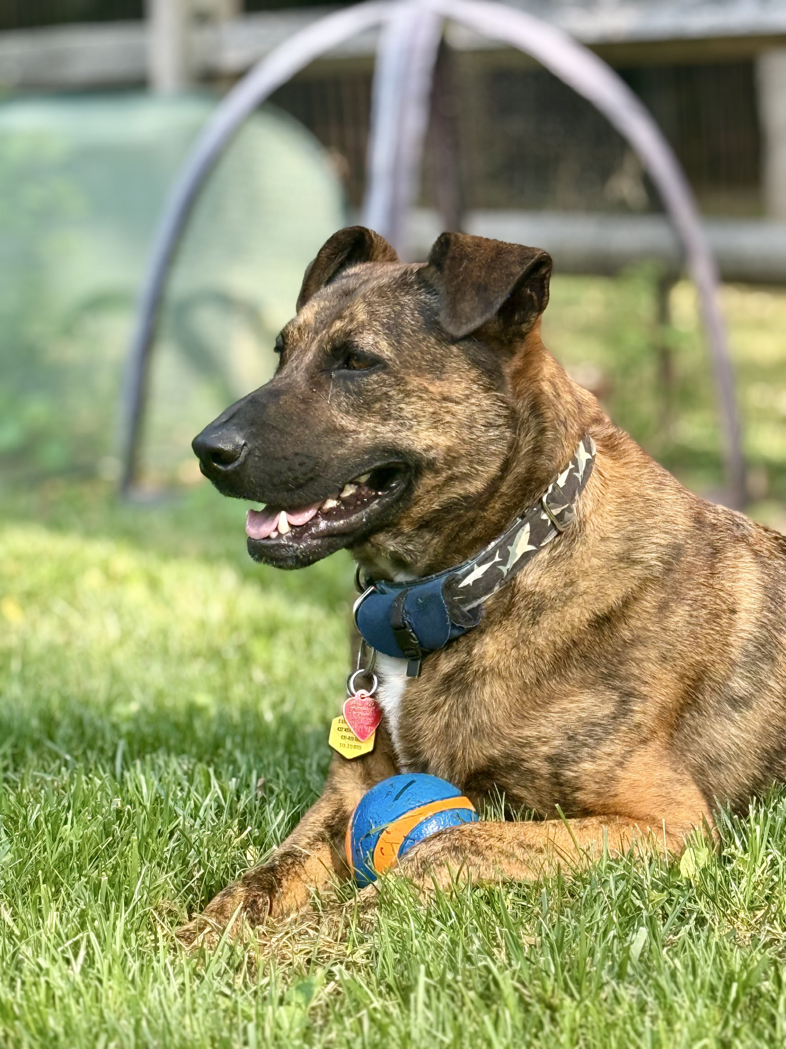 Magic | Fi Smart Dog Collar