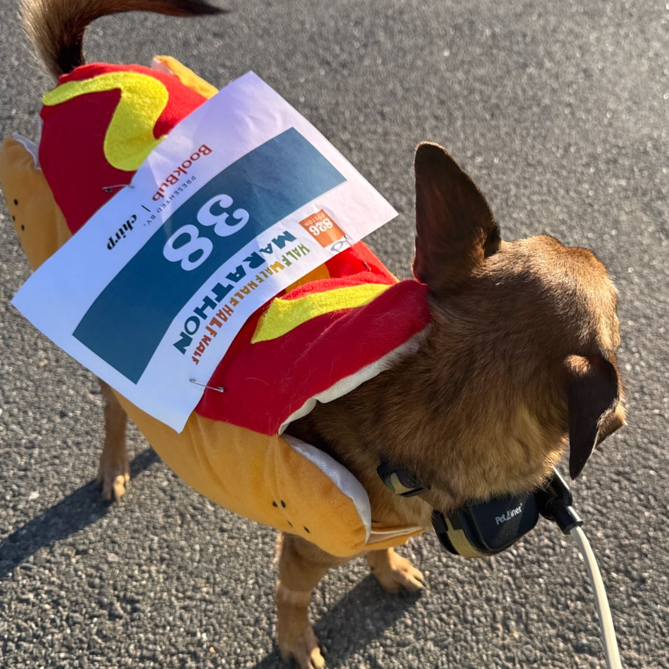 A picture of Bubzy, a 7 years 4 months old Other Mix dog.