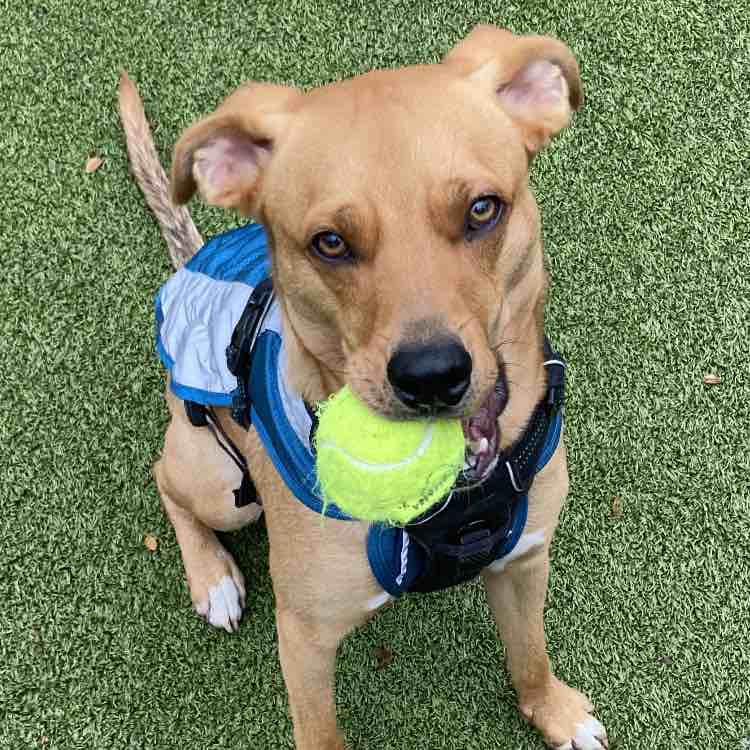 A picture of Banga, a 3 years 9 months old Other Mix dog.