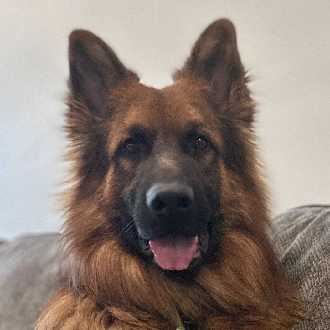 A picture of Gizmo, a 3 years 1 month old Other dog.