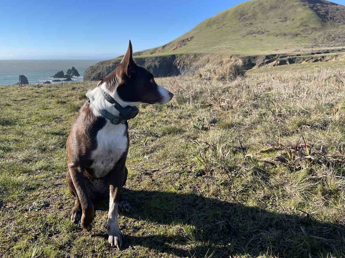 A picture of Freya, a 2 years 9 months old Other dog.
