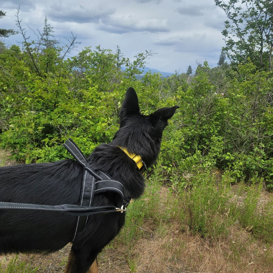 A picture of Kali Key, a 1 year 9 months old Other dog.