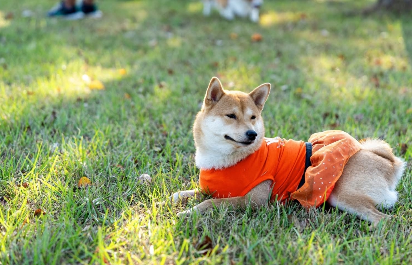 A picture of Yamato, a 3 years 10 months old Other dog.