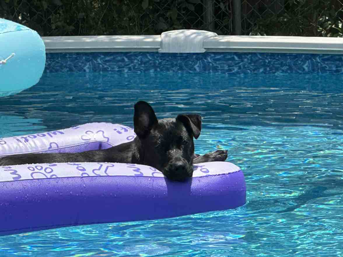 A picture of Pango, a 3 years old Labrador Husky Mix dog.