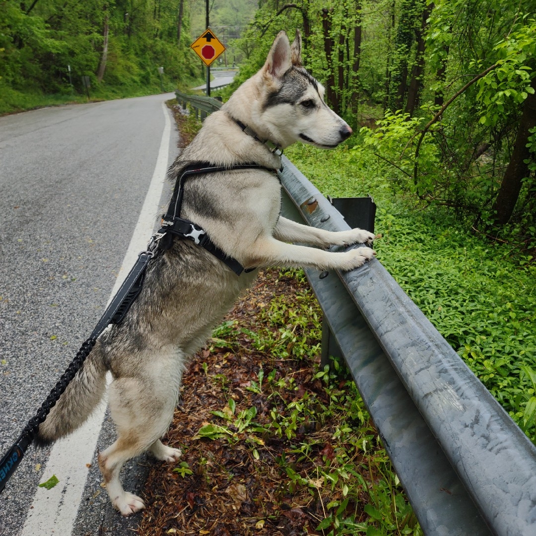 A picture of Willa, a 5 years 6 months old Other dog.