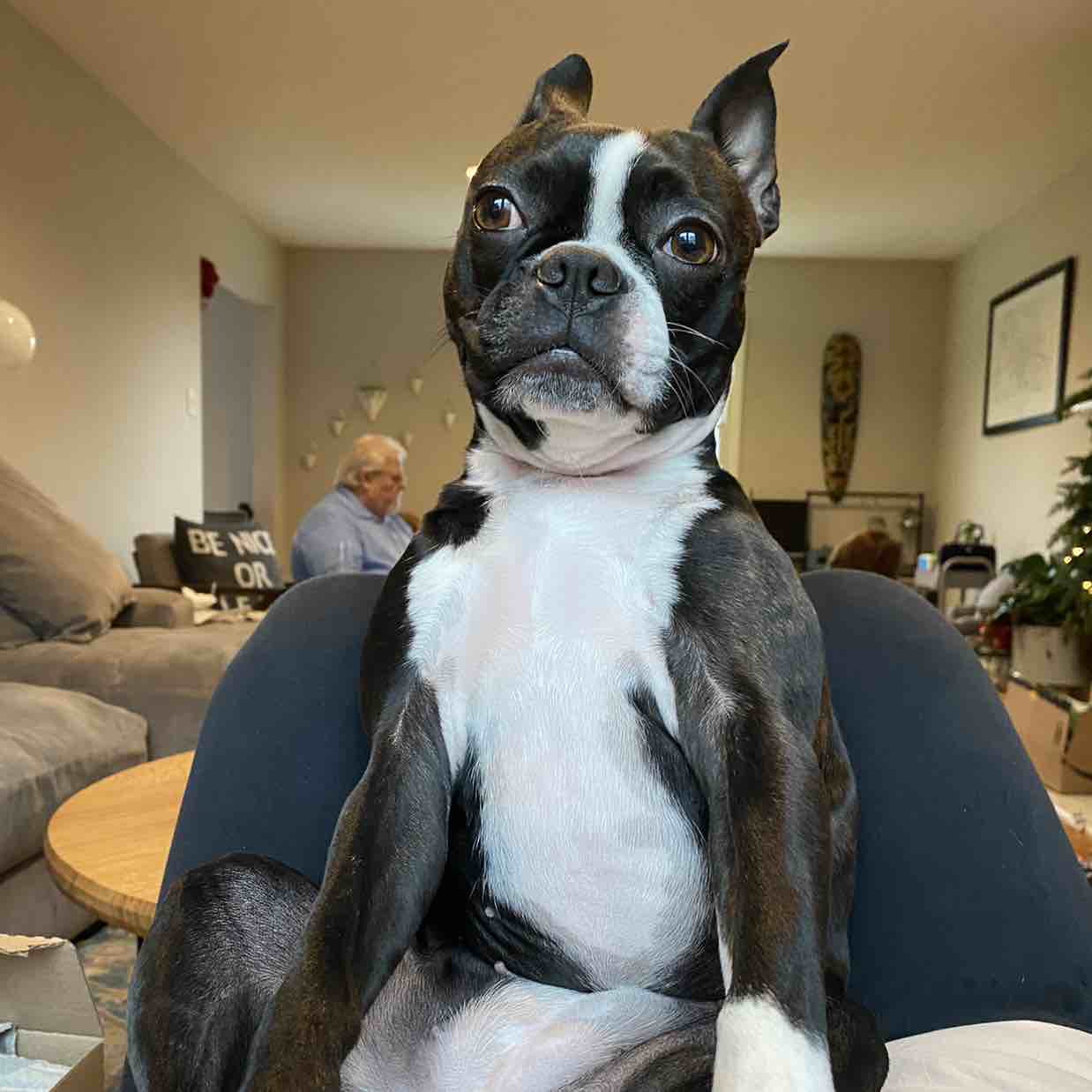 A picture of Juniper, a 6 years 4 months old Other dog.