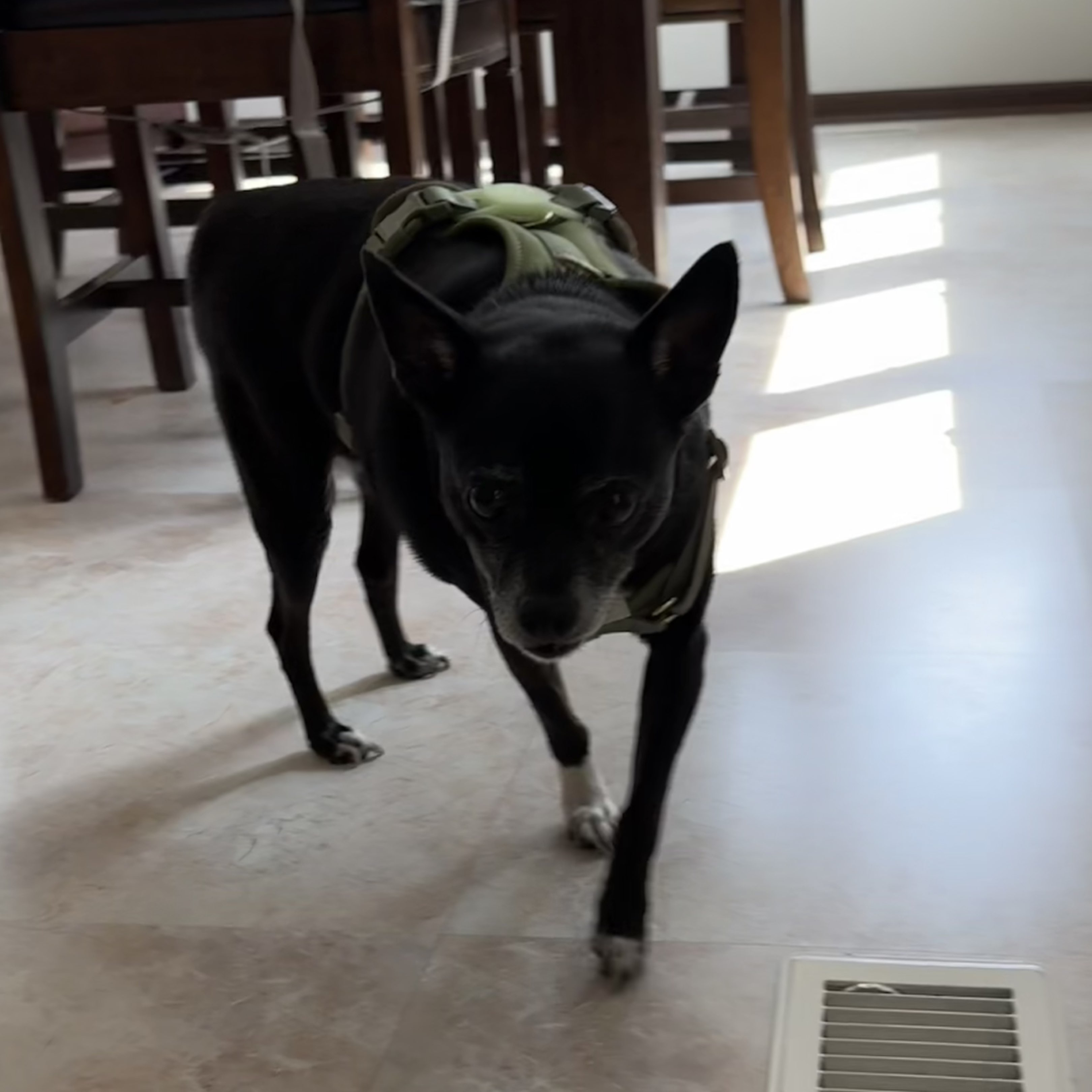 A picture of Louie, a 9 years 7 months old Other Mix dog.