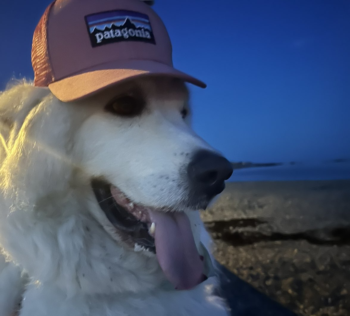 A picture of Cowboy, a 6 years old Other dog.