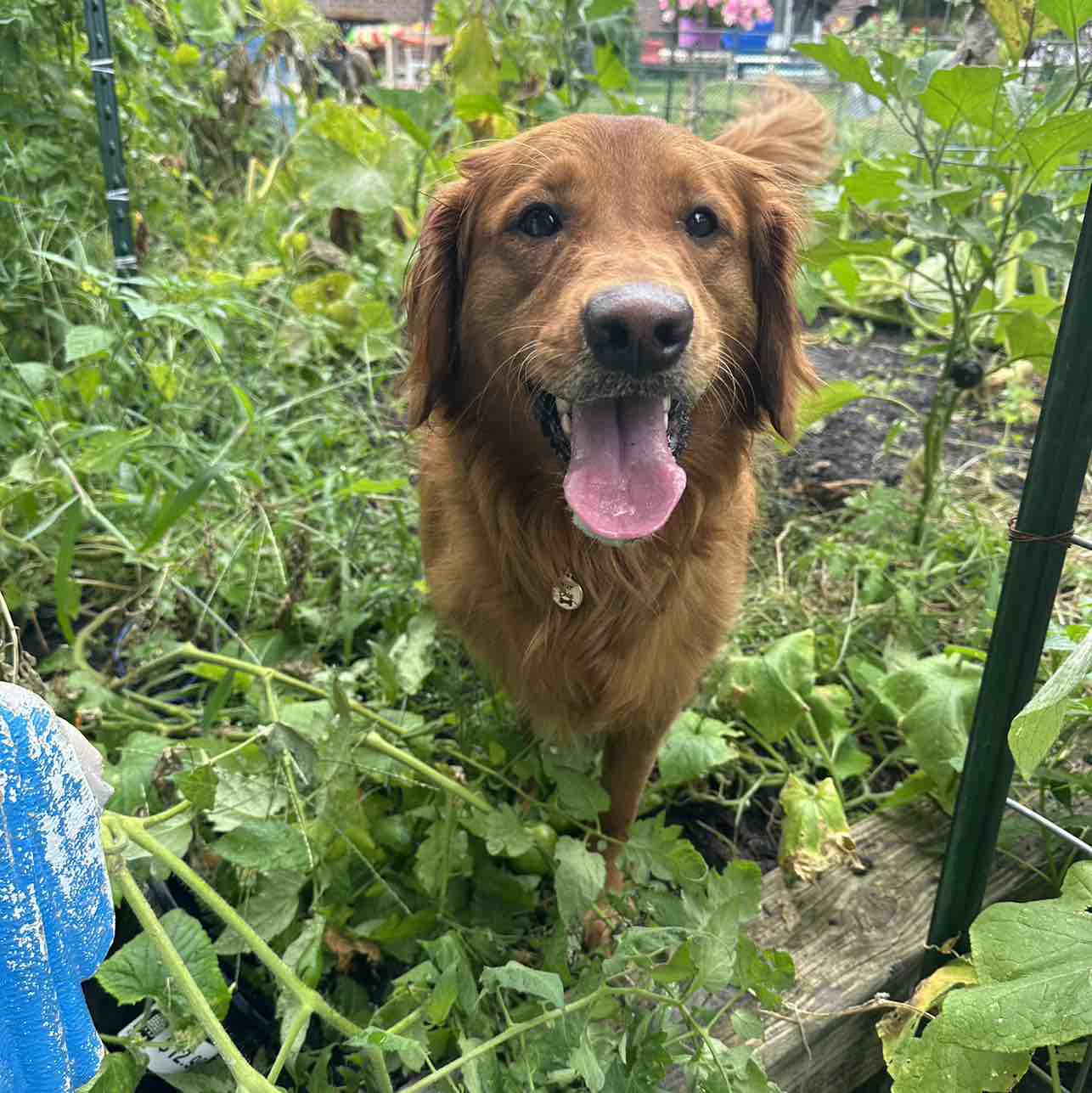 A picture of Canela, a 5 years 7 months old Other dog.
