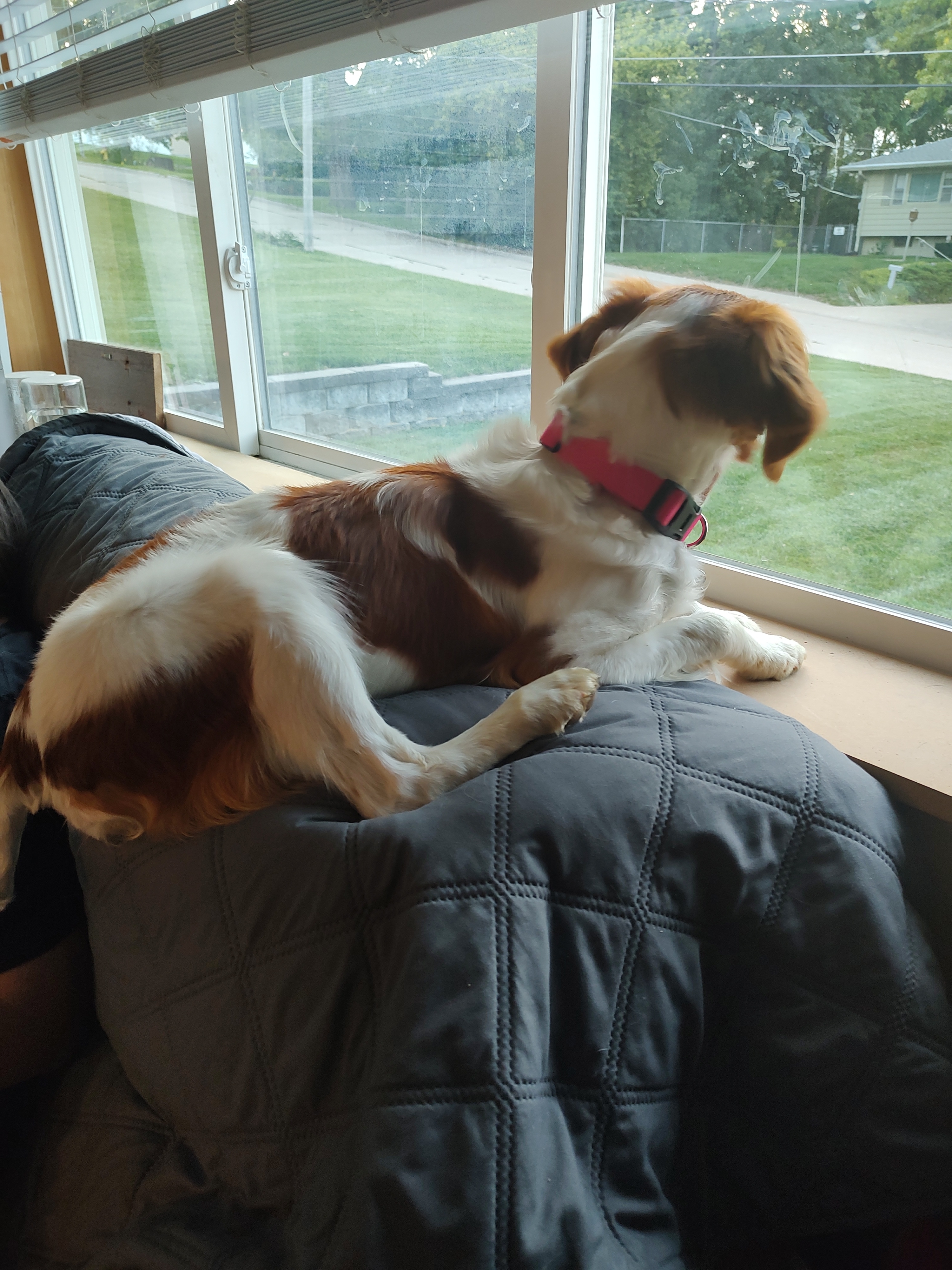 A picture of Gem, a 4 years old Other dog.