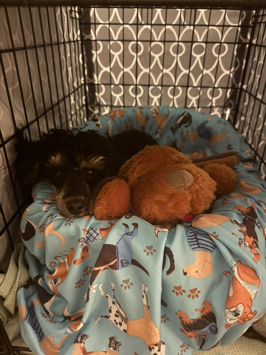 A picture of Pascal, a 7 months old Other dog.