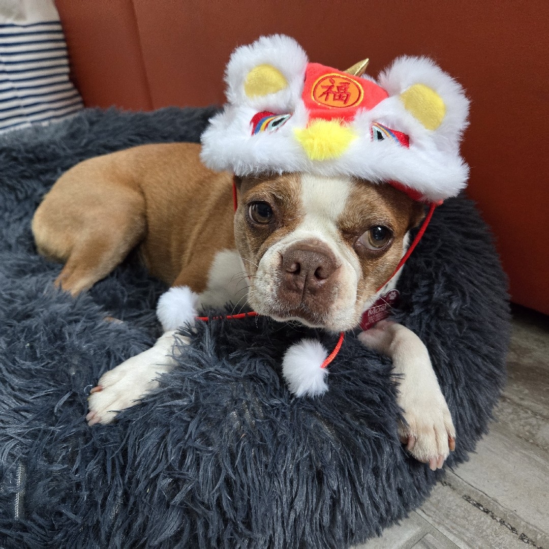 A picture of Moshi, a 7 years 6 months old Other dog.