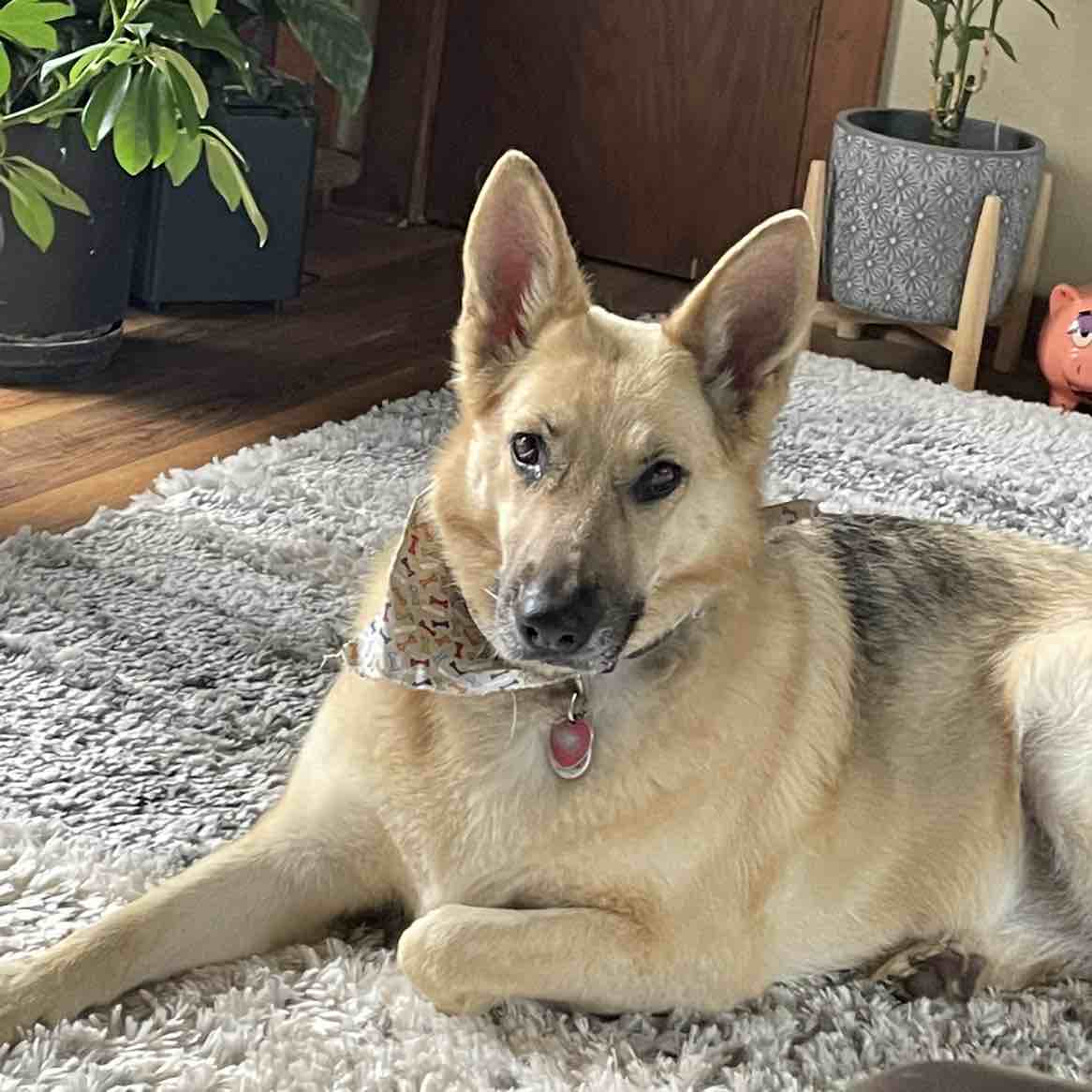A picture of Grace, a 9 years 6 months old Other dog.