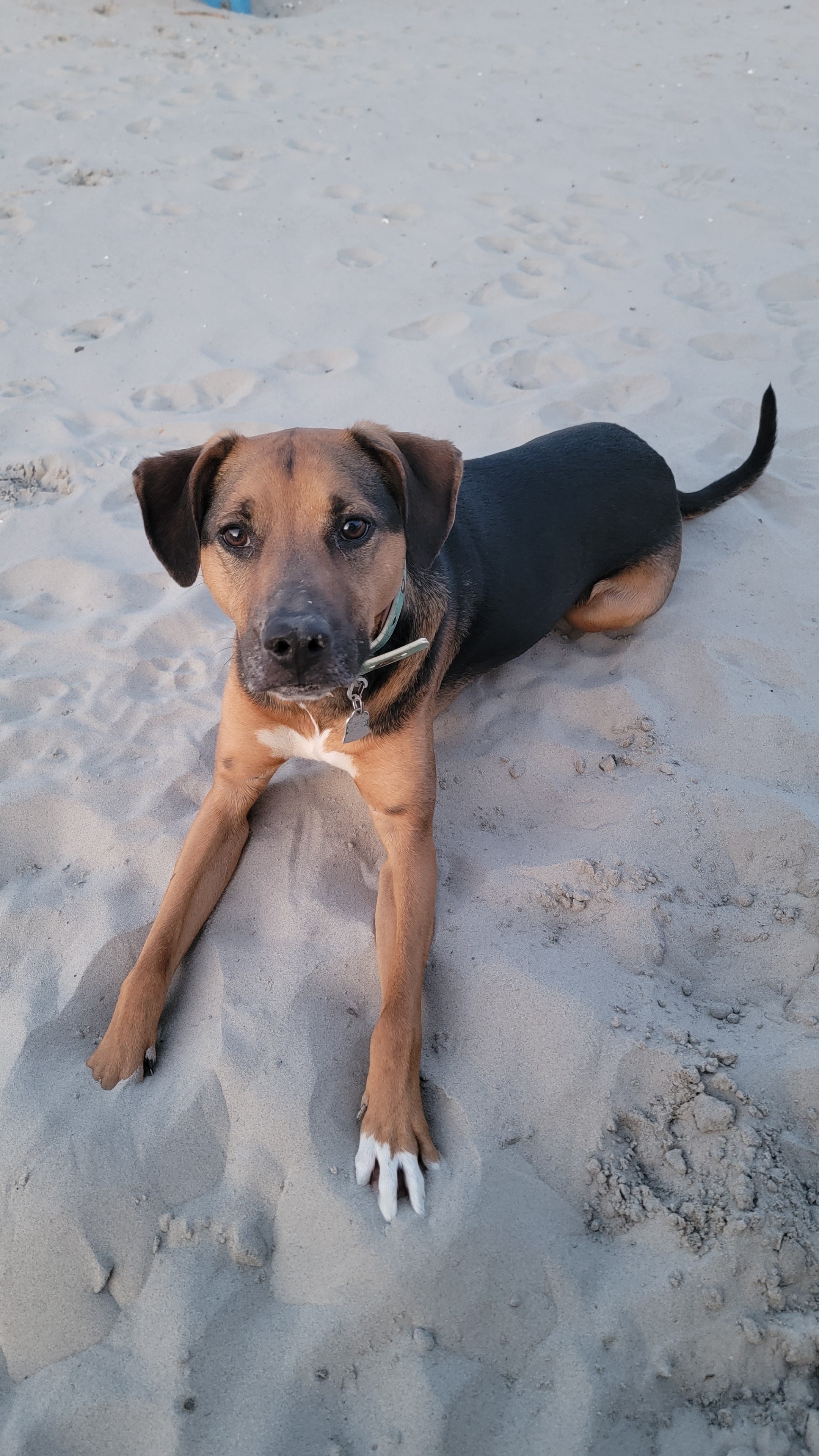 A picture of Wiz, a 3 years old Other Mix dog.