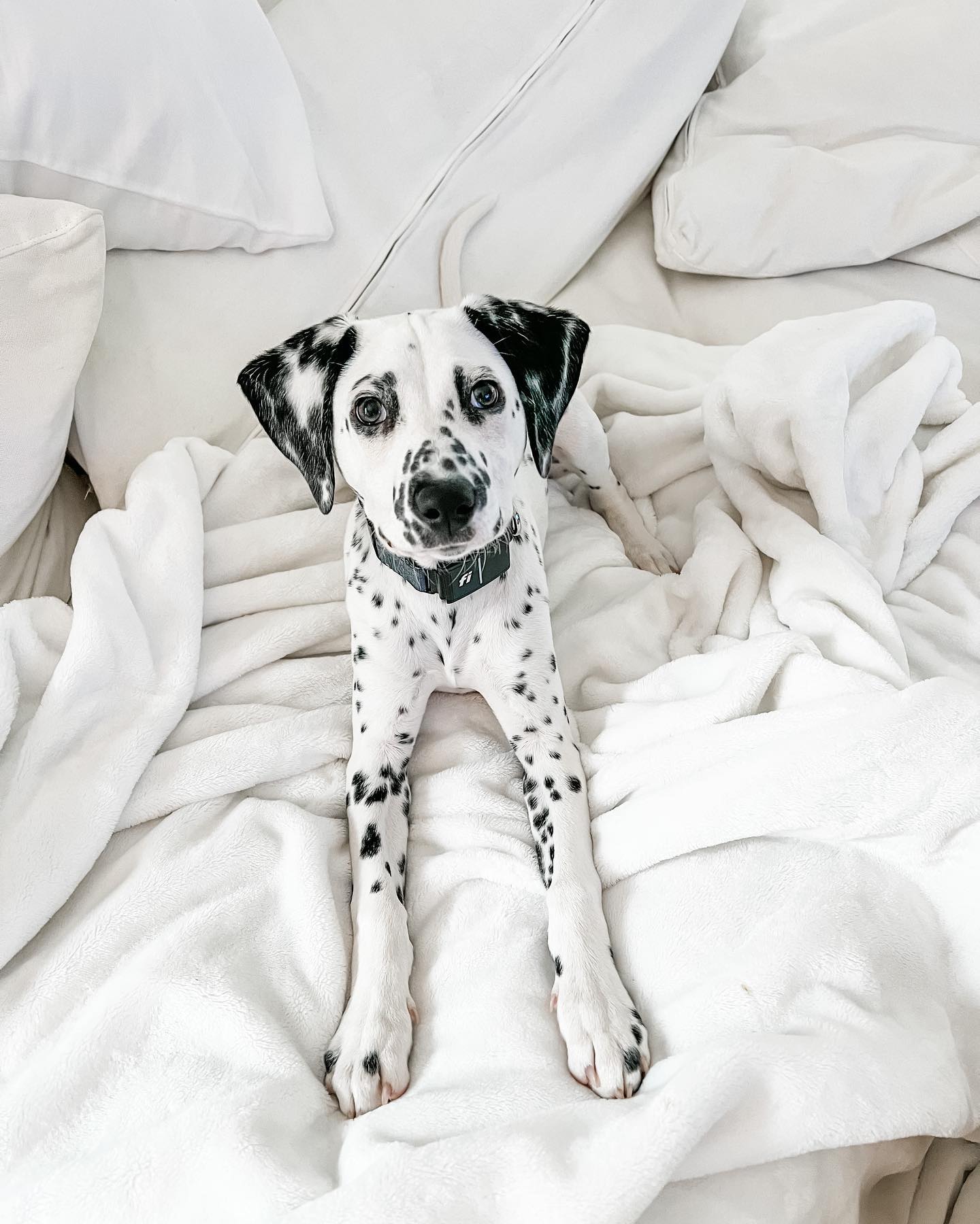 A picture of Piper, a 2 years 8 months old Other dog.