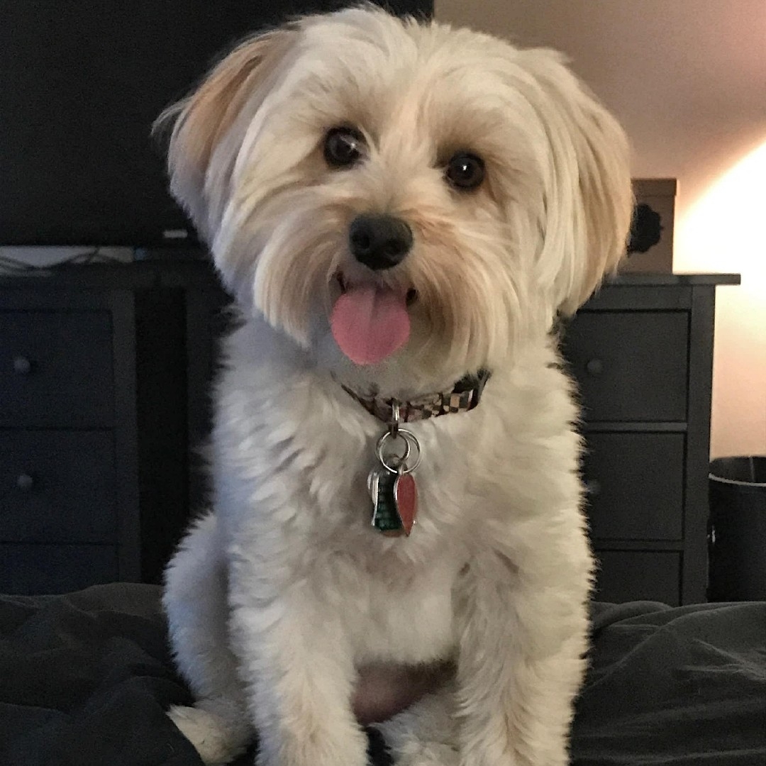A picture of Kali Kane, a 10 years 4 months old Other Mix dog.