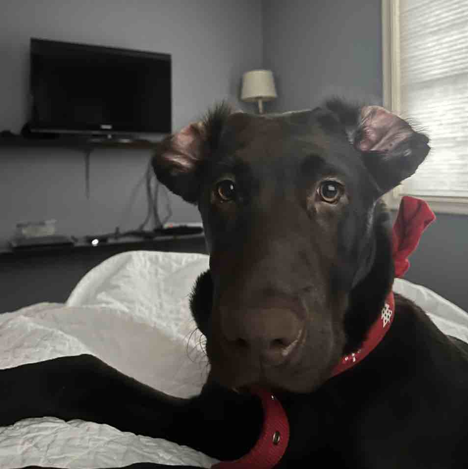 A picture of Virgil, a 3 years old Other dog.