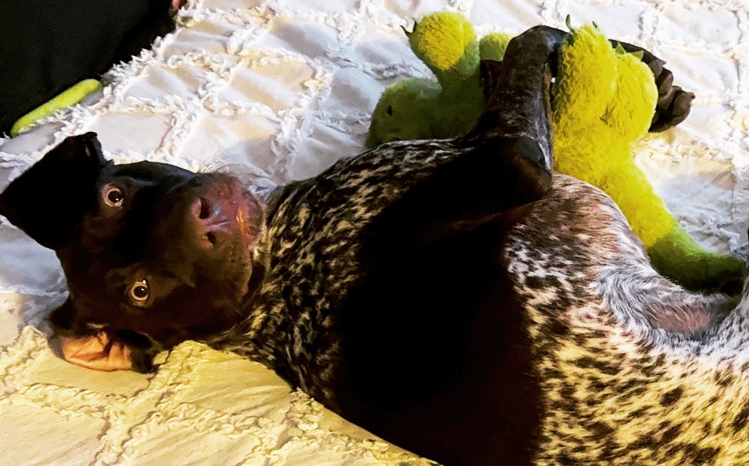 A picture of Kobe, a 3 years old German Shorthaired Pointer dog.