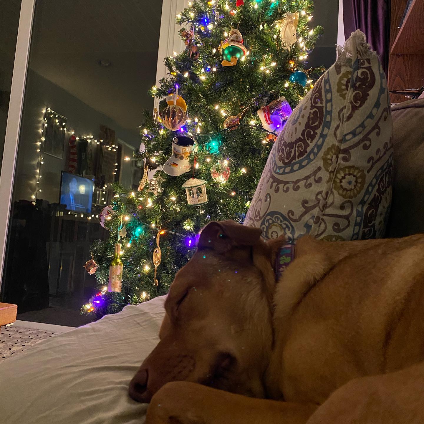 A picture of Stella Bella, a 8 years 5 months old Other Mix dog.