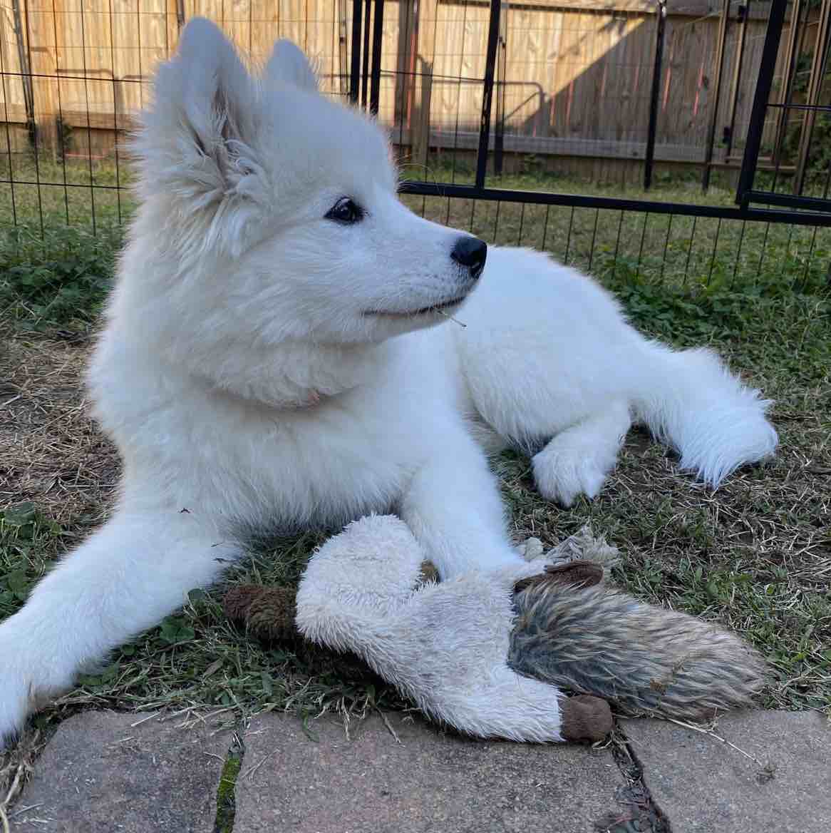 A picture of Joan Pawford, a 3 years 1 month old Other dog.