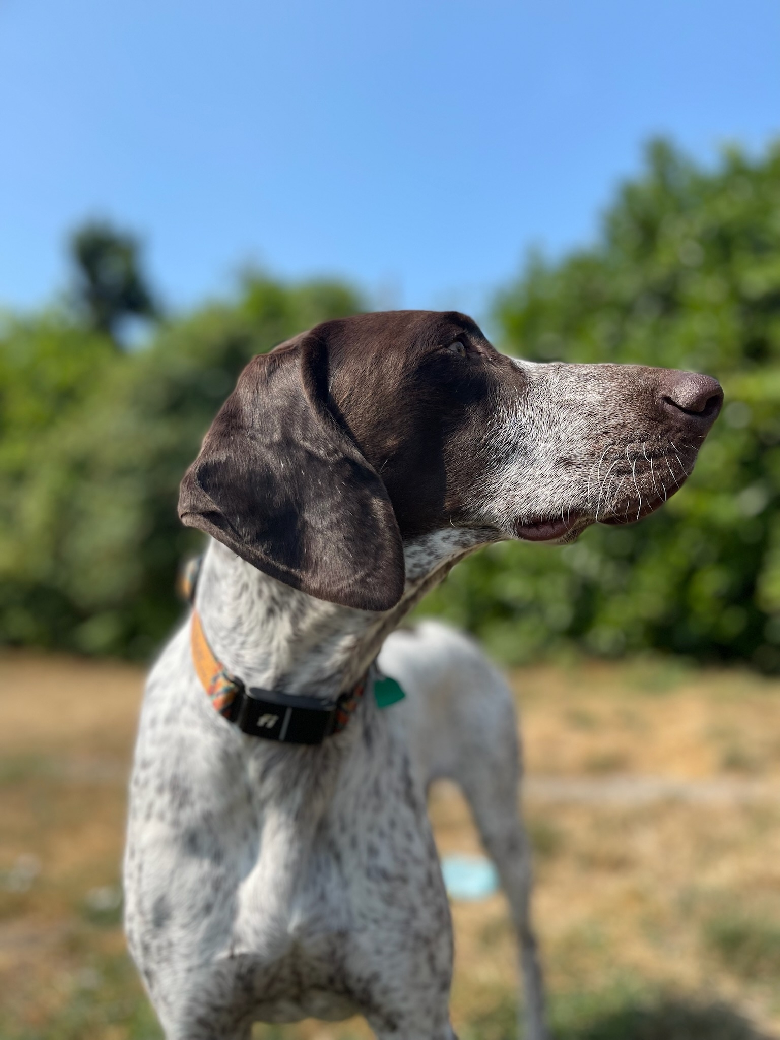 A picture of Odin, a 2 years 3 months old Other dog.