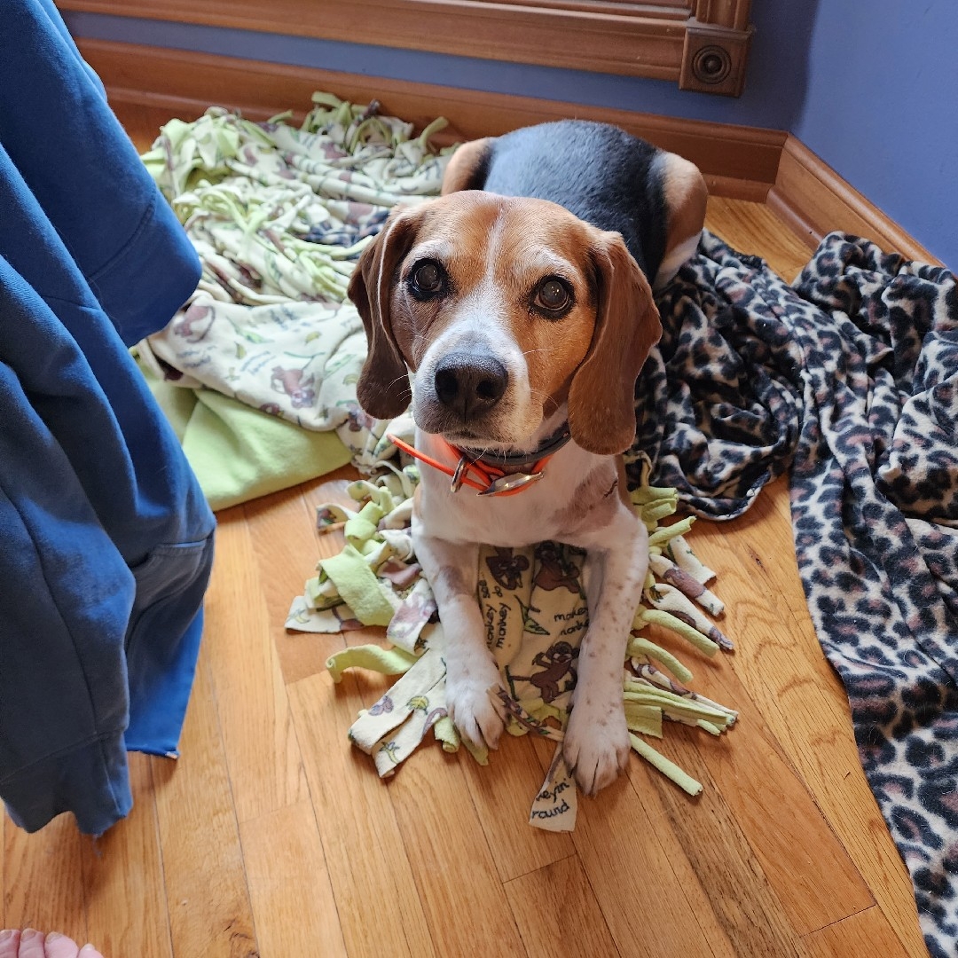 A picture of Toby YOUNG, a 13 years 6 months old Other dog.