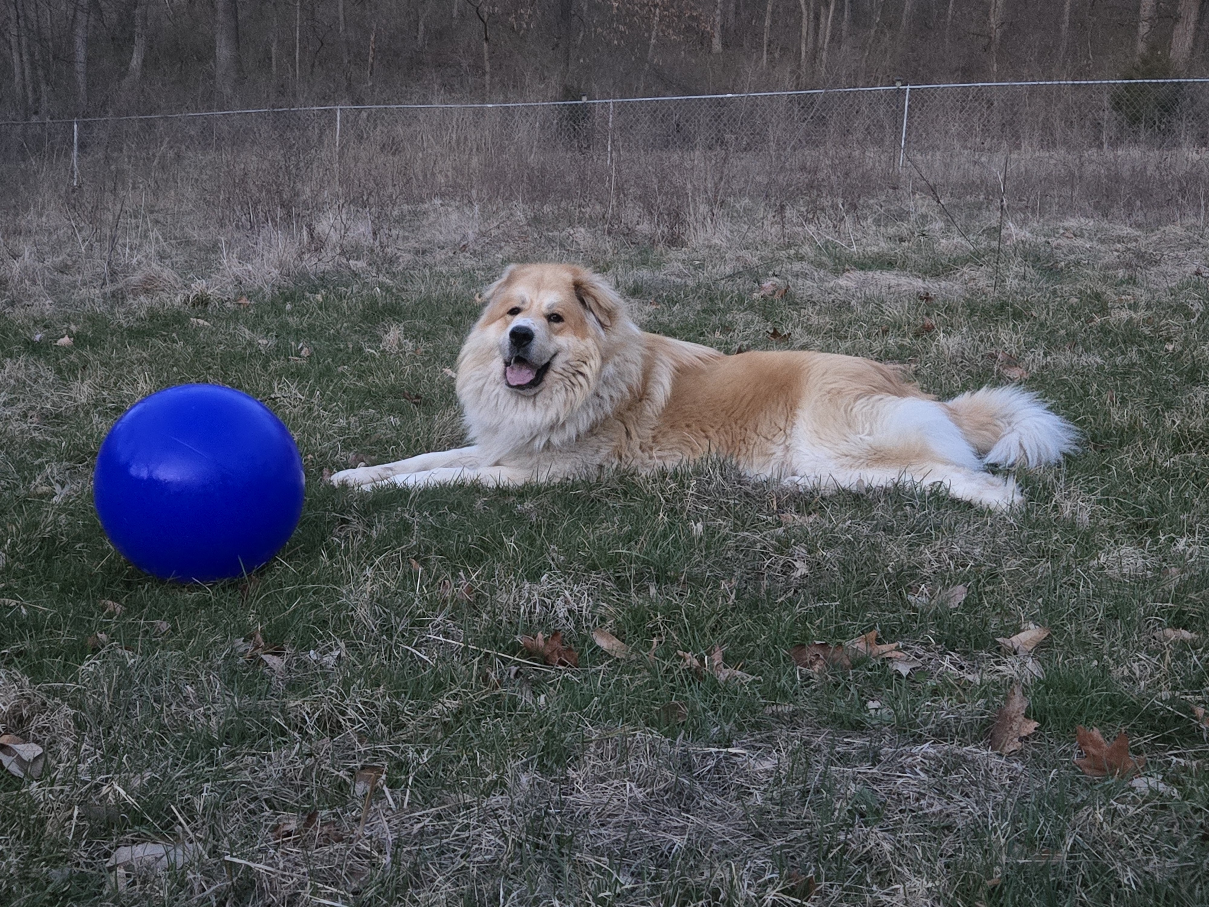 A picture of Ruffles, a 2 years 11 months old Other Mix dog.