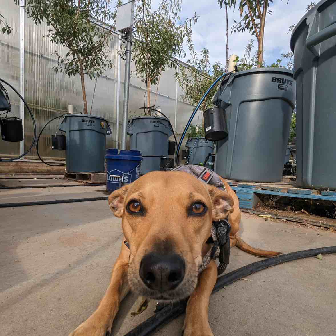 A picture of Winchester, a 5 years 4 months old Other Mix dog.