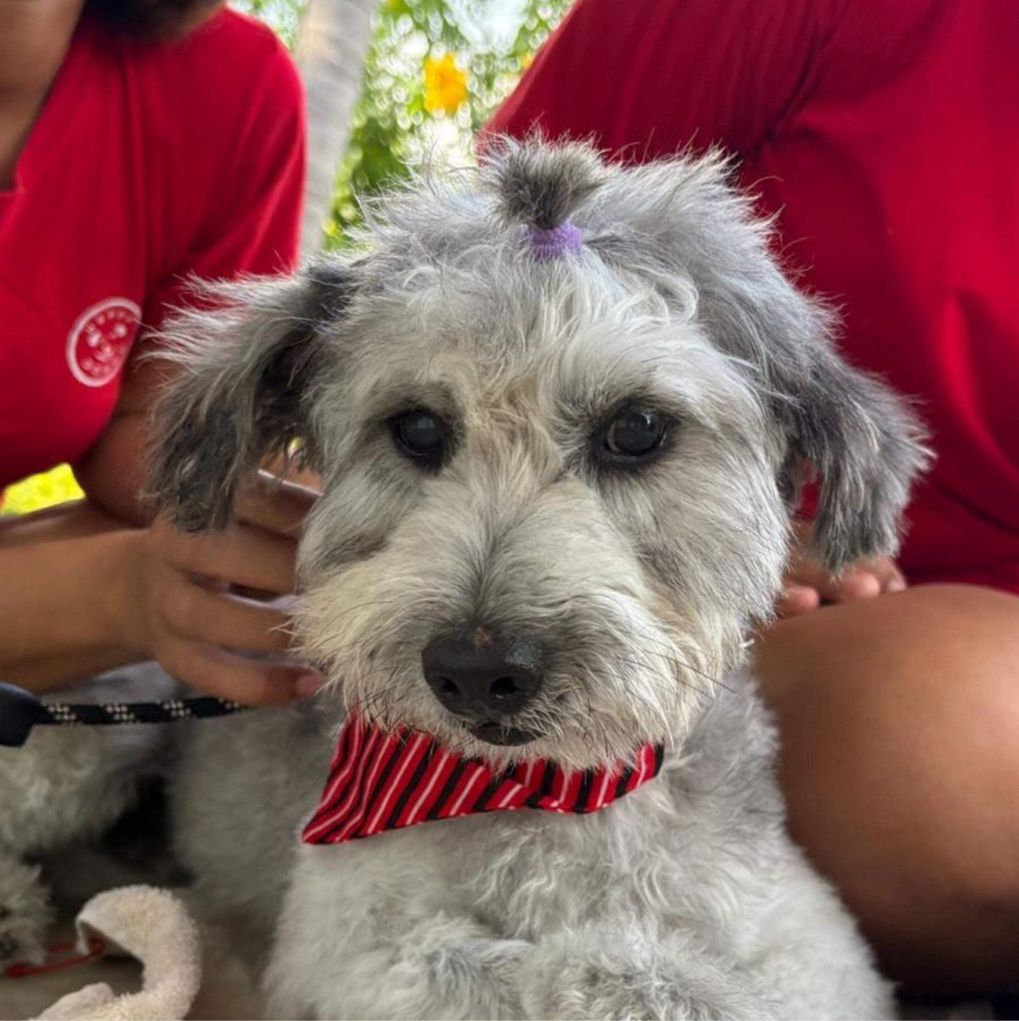 A picture of Shaggy, a 4 years 4 months old Other Mix dog.