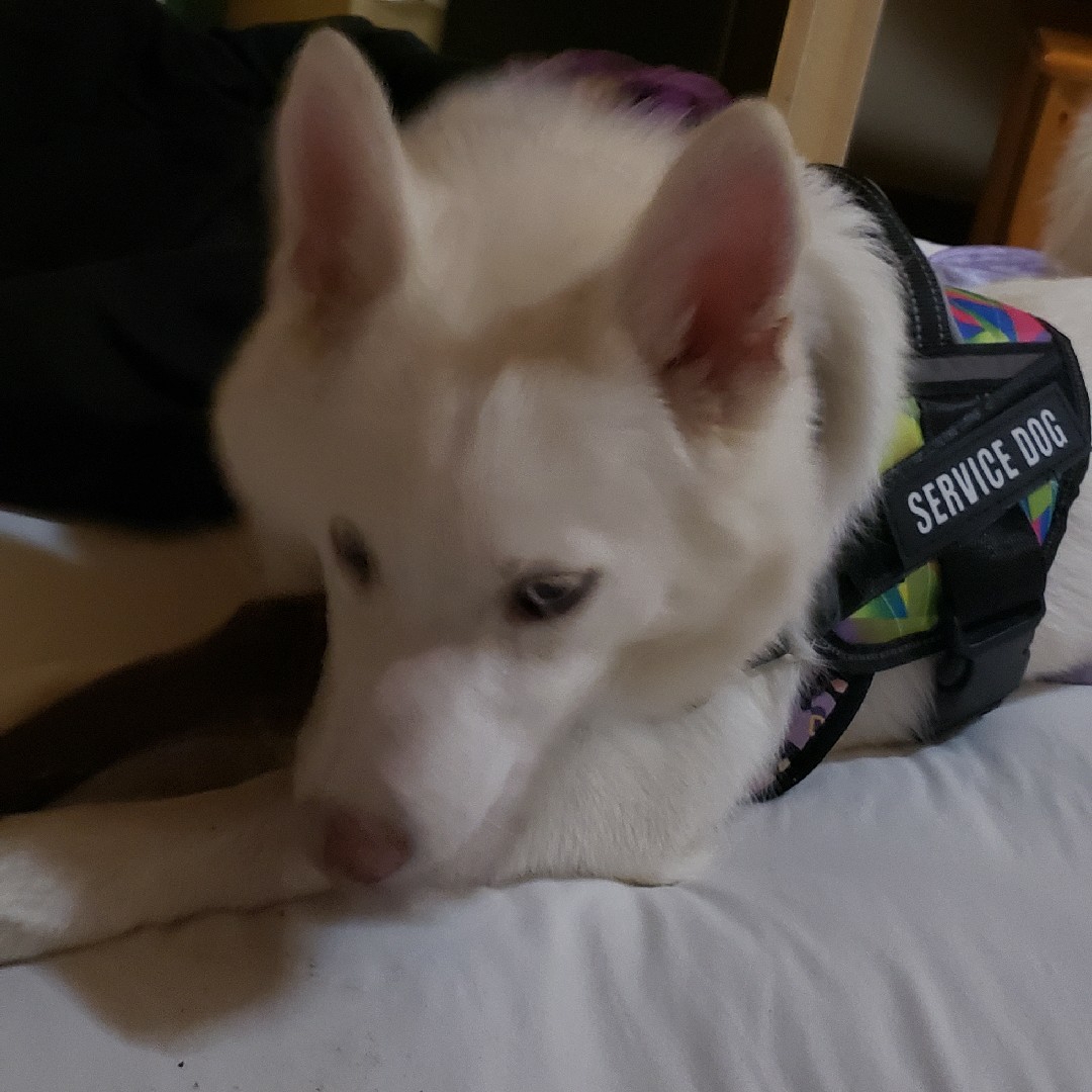 A picture of Yuki, a 2 years 2 months old Other Mix dog.