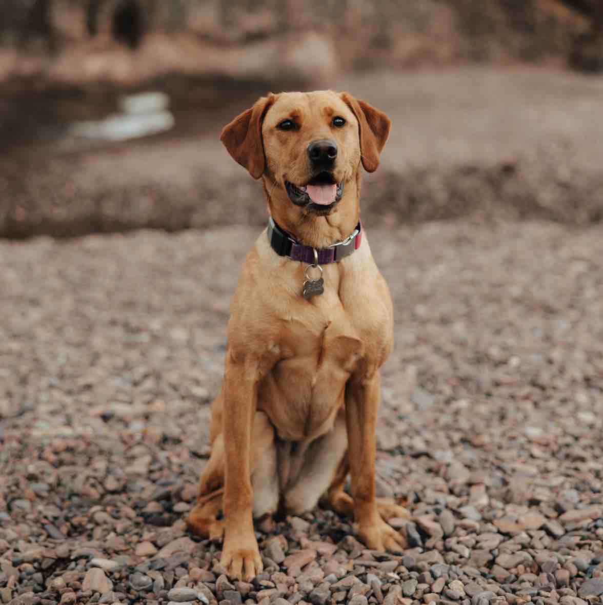 A picture of Kona, a 4 years 2 months old Other dog.