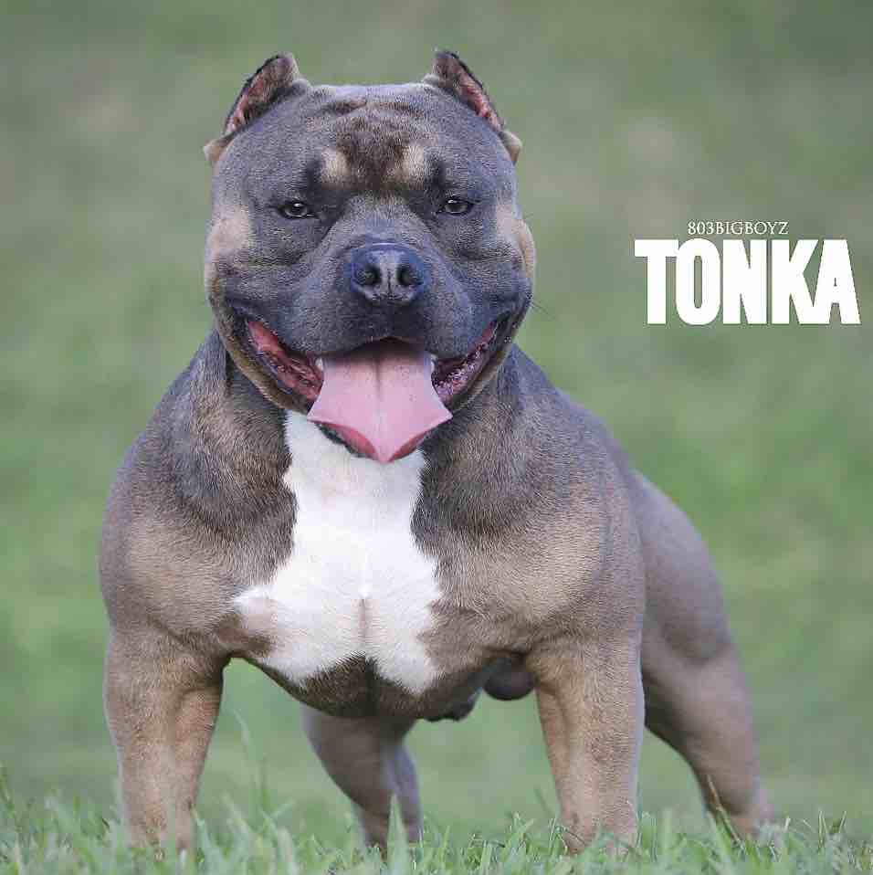 A picture of Tonka, a 3 years 9 months old Other dog.