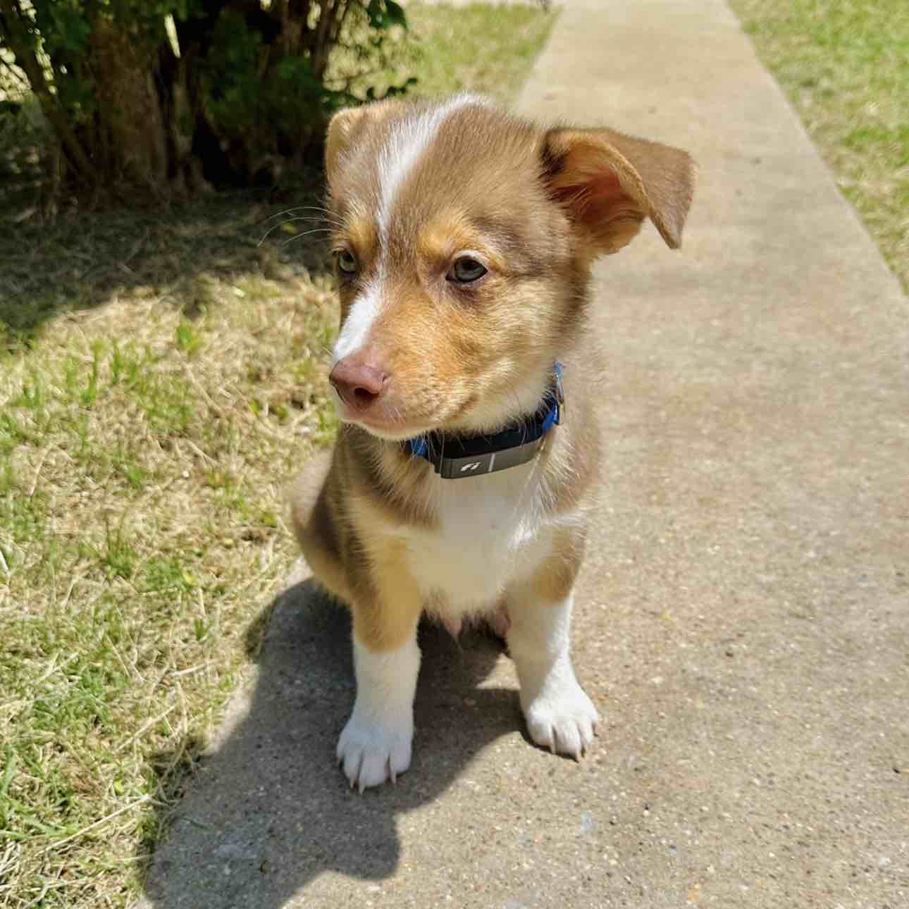 A picture of Nunu, a 1 year 5 months old Other Mix dog.