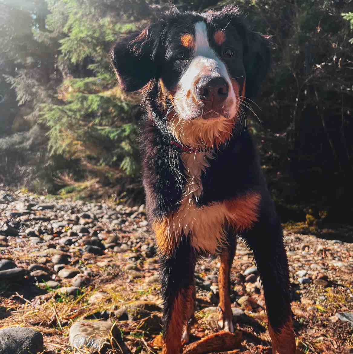 A picture of AyO, a 2 years 3 months old Other Mix dog.