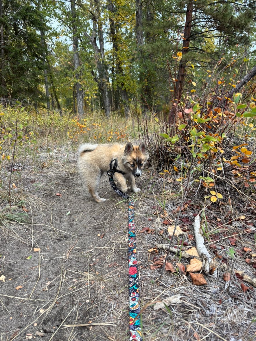 A picture of Badger, a 2 months old Pomsky Mix dog.