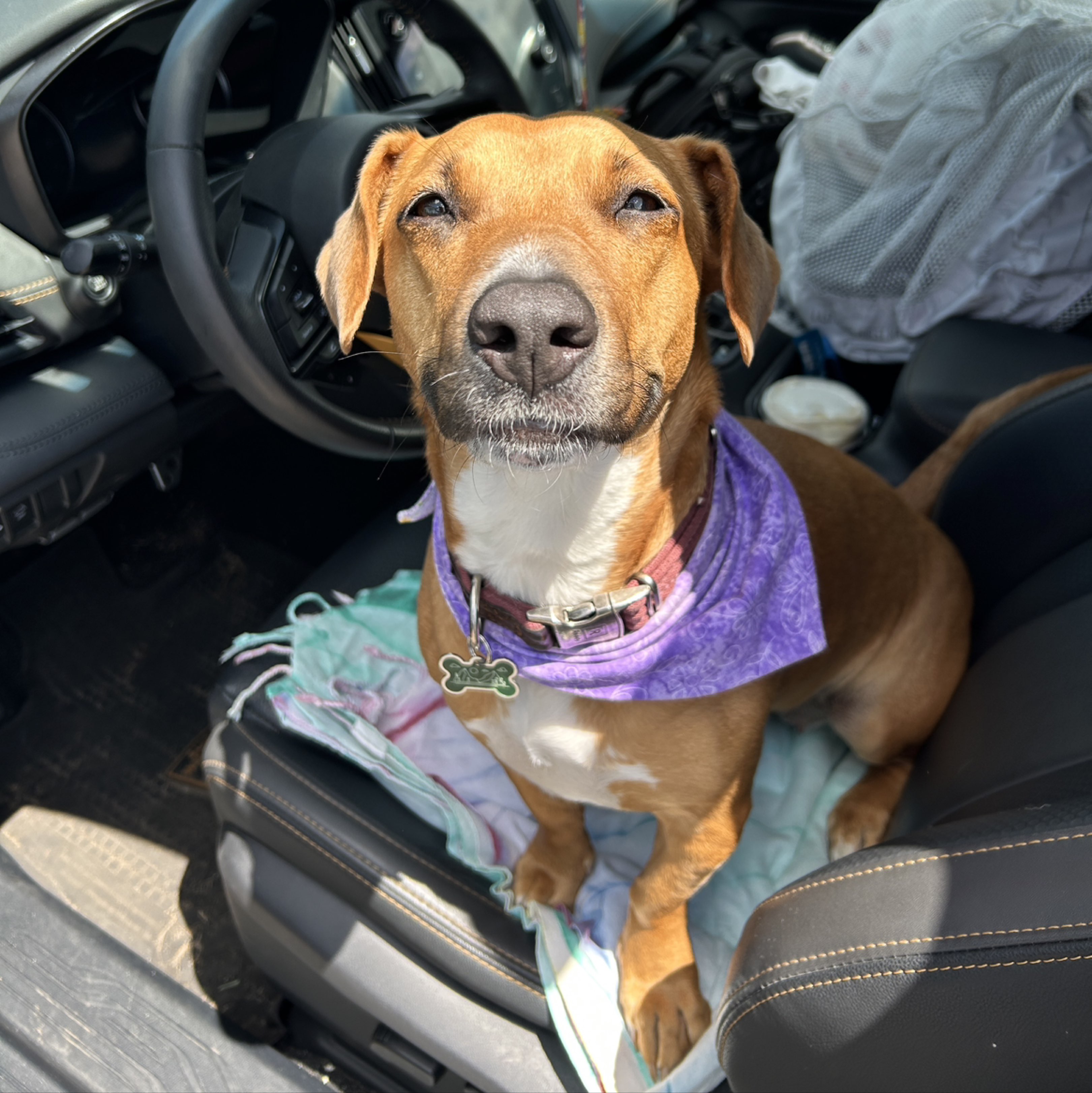 A picture of Honey Bear, a 4 years 11 months old Other Mix dog.