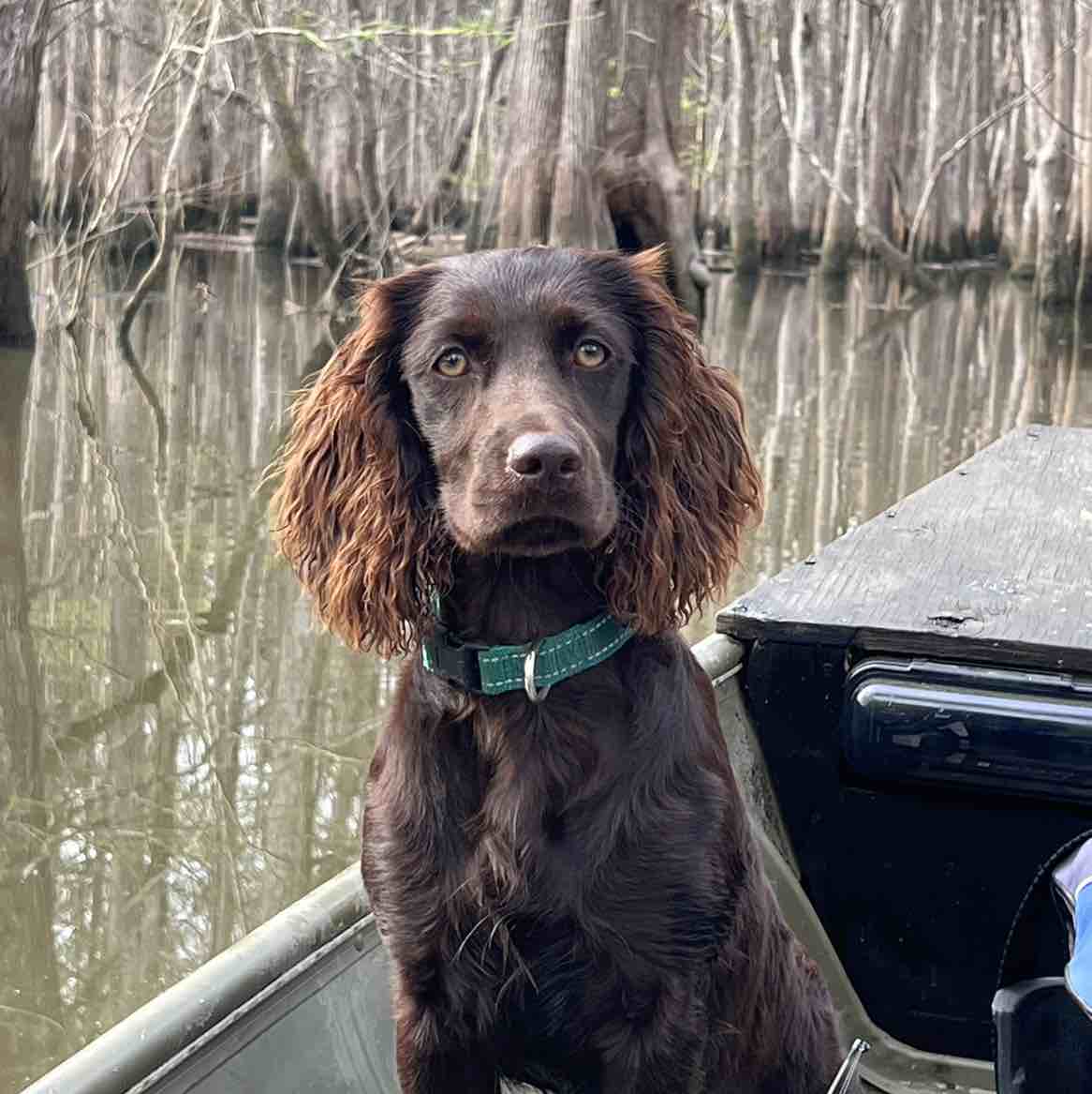 A picture of Oakley, a 2 years 11 months old Other dog.