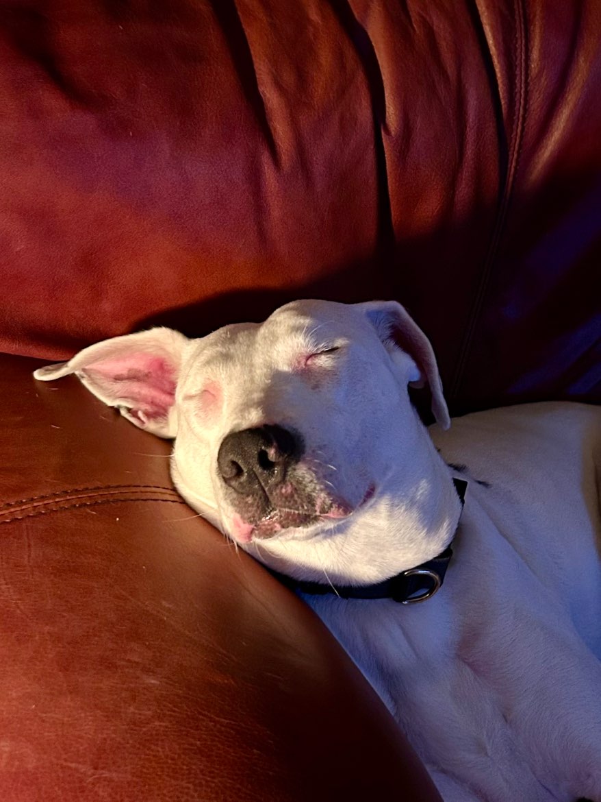 A picture of Opal, a 3 years 2 months old Other Mix dog.