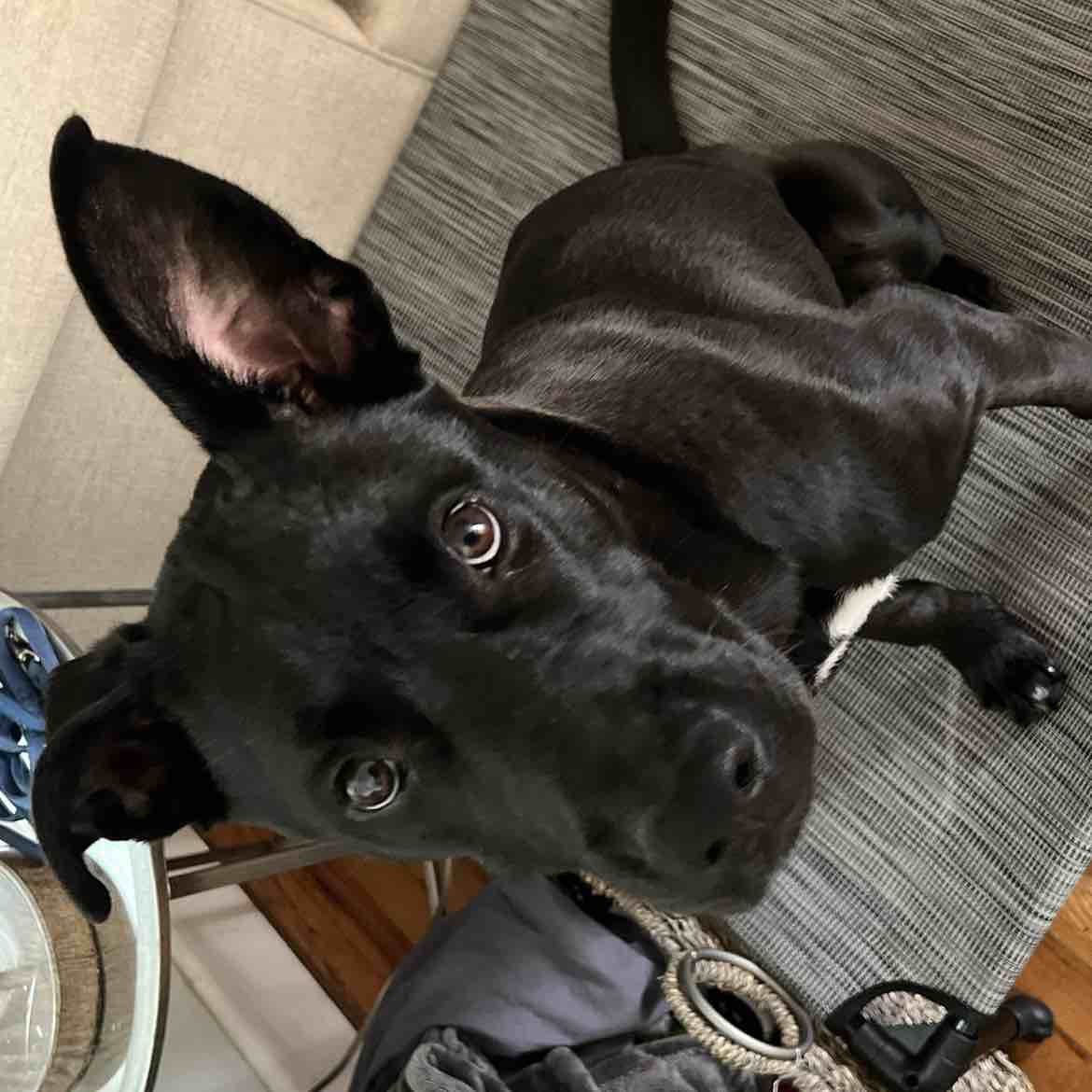 A picture of Pango, a 3 years old Labrador Husky Mix dog.