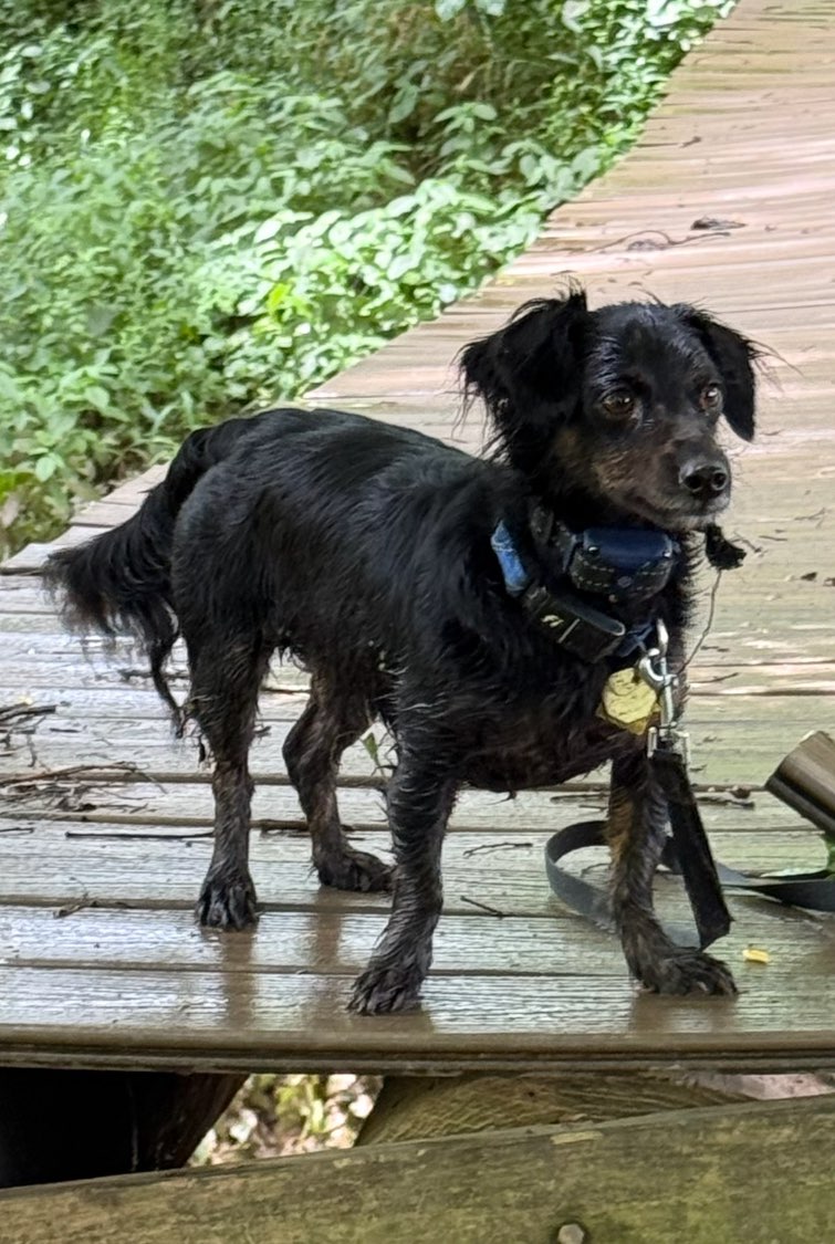 A picture of Beethoven, a 3 years 10 months old Other Mix dog.