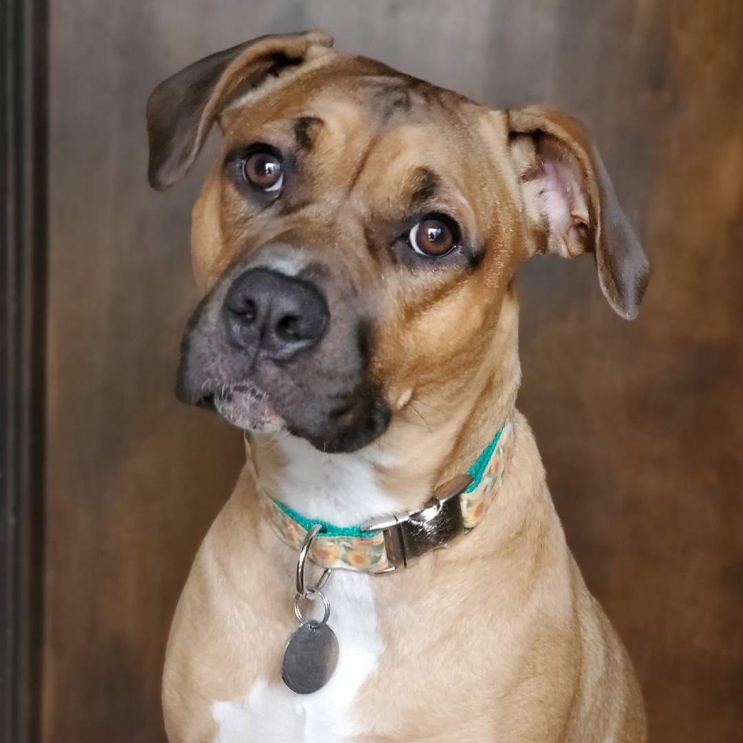 A picture of Lapua, a 4 years 11 months old Pit Bull Mix dog.