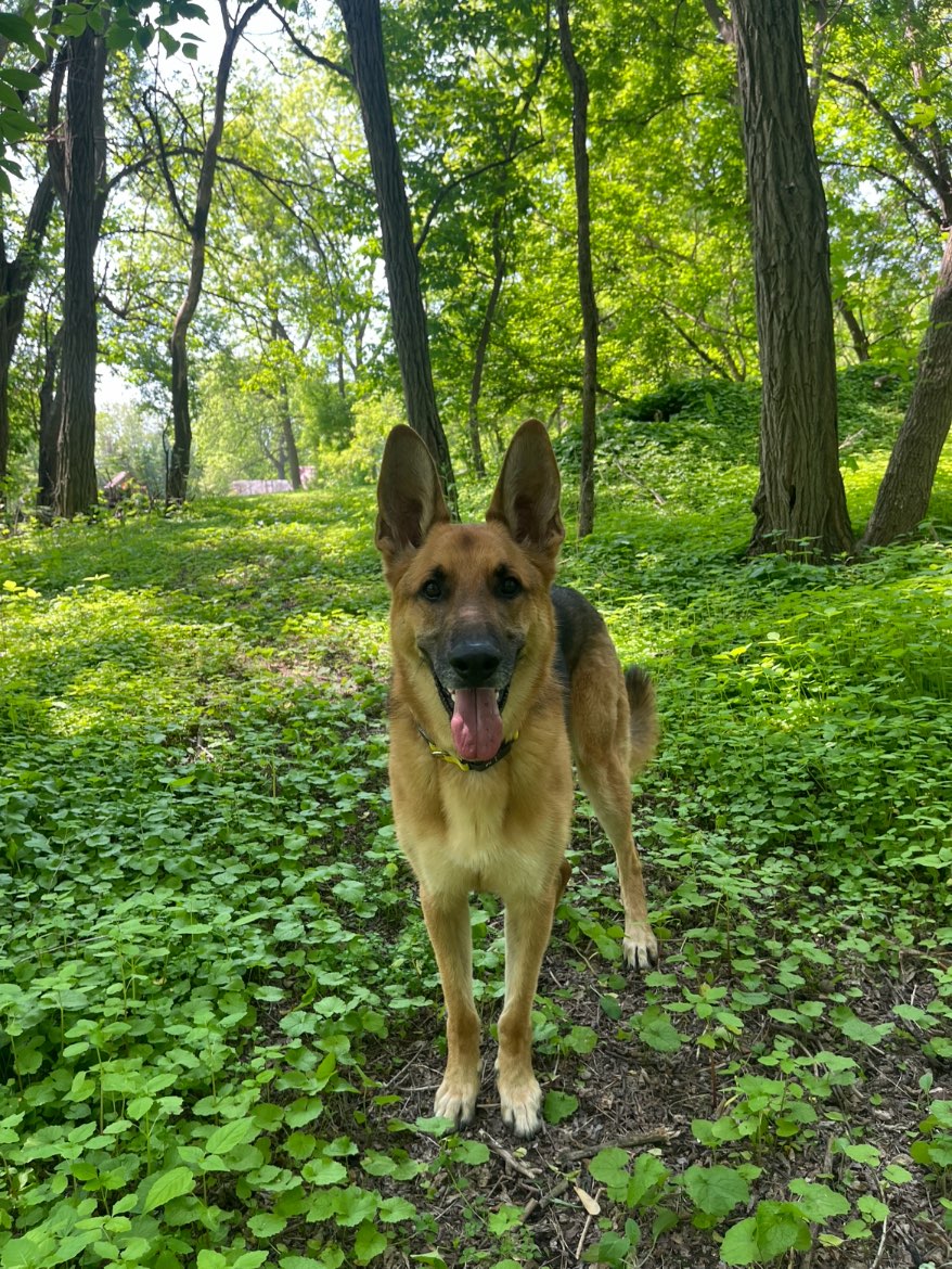 Rudolph | Fi Smart Dog Collar