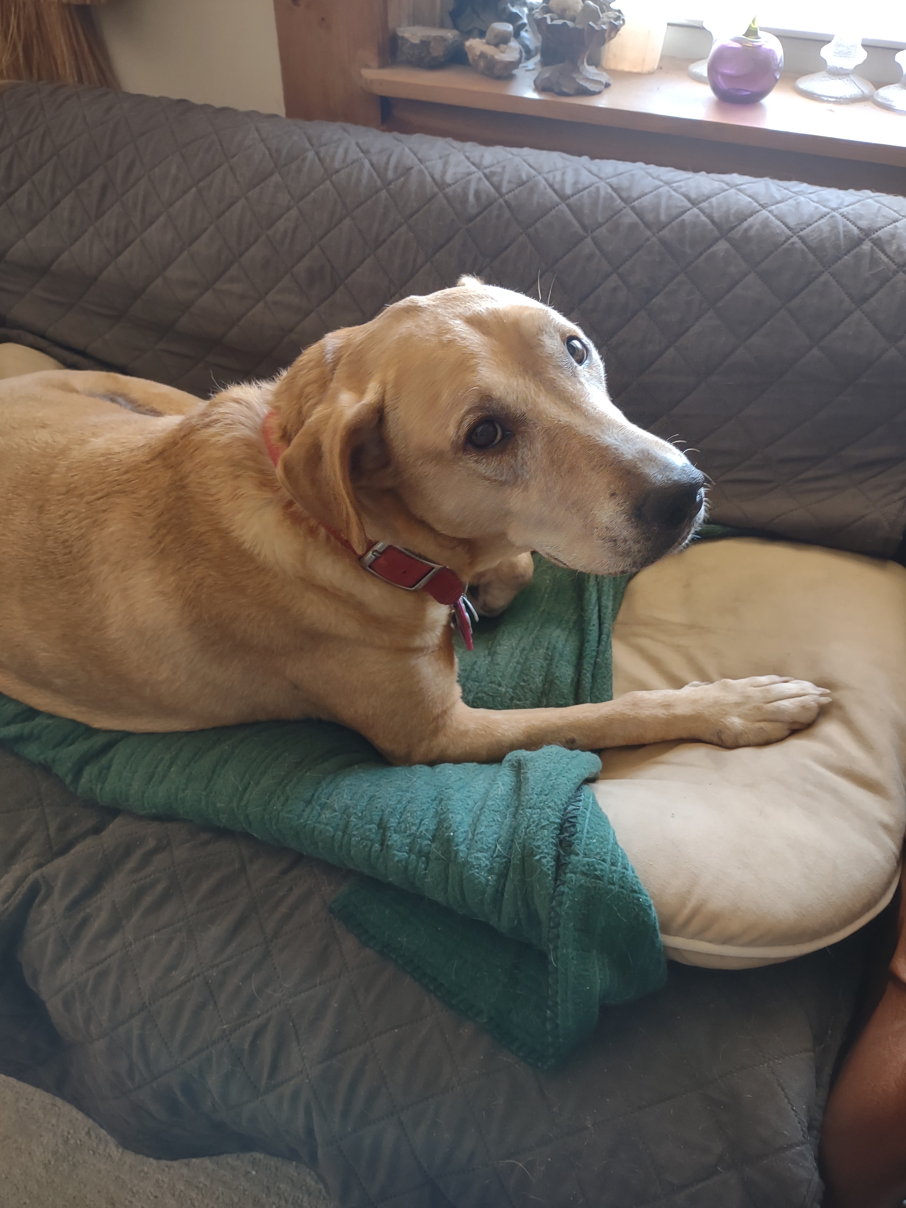 A picture of Jade, a 9 years old Other Mix dog.