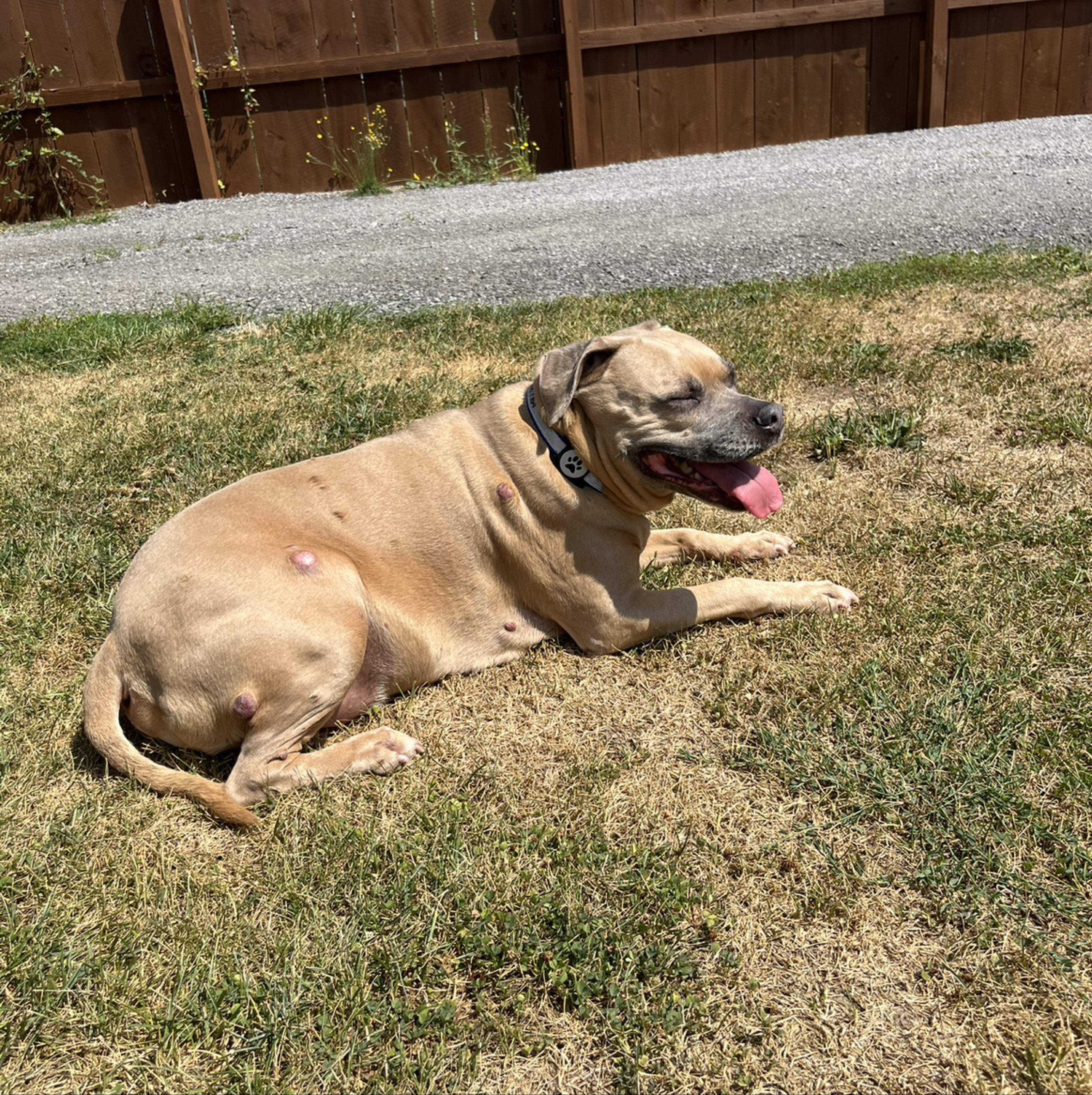 A picture of Jager, a 11 years 2 months old Other dog.